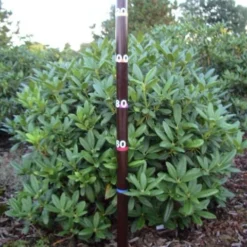 Rhododendron (Rhododendron 'Cunningham White') -Natuur Kus Verkoopwinkel rhodod cun white 1