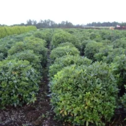 Rhododendron (Rhododendron 'Cunningham White') -Natuur Kus Verkoopwinkel rhodod cun white 2