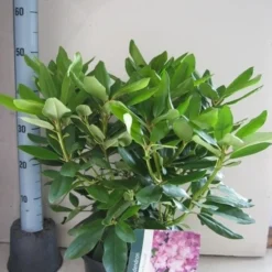 Rhododendron (Rhododendron Catawbiense 'Boursault') -Natuur Kus Verkoopwinkel rhododendron boursault c5 aug