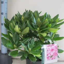 Rhododendron (Rhododendron 'Cosmopolitan') -Natuur Kus Verkoopwinkel rhododendron cosmopolotan c5 aug