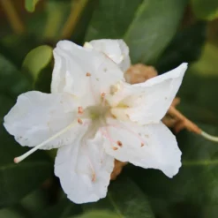 Rhododendron (Rhododendron 'Cunningham White') -Natuur Kus Verkoopwinkel rhododendron cunningham white 2