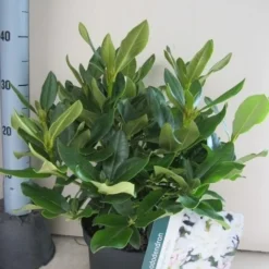 Rhododendron (Rhododendron 'Cunningham White') -Natuur Kus Verkoopwinkel rhododendron cunninghams white c5 aug 1