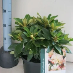 Dwergrhododendron (Rhododendron 'Golden Torch') -Natuur Kus Verkoopwinkel rhododendron golden torch c5 aug