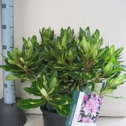 Rhododendron (Rhododendron 'Goldflimmer') 29 Rhododendron (Rhododendron 'Goldflimmer') -Natuur Kus Verkoopwinkel rhododendron goldflimmer c5 aug 1