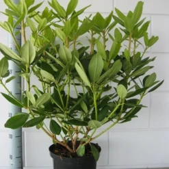 Rhododendron (Rhododendron Catawbiense 'Grandiflorum') 19 Rhododendron (Rhododendron Catawbiense 'Grandiflorum') -Natuur Kus Verkoopwinkel rhododendron grandiflorum 50 60 1