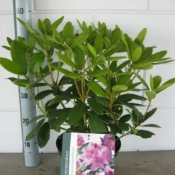 Rhododendron (Rhododendron Catawbiense 'Grandiflorum') 24 Rhododendron (Rhododendron Catawbiense 'Grandiflorum') -Natuur Kus Verkoopwinkel rhododendron grandiflorum c5 01 06 2017 kopie 1