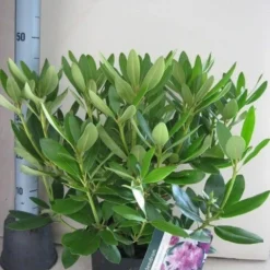 Rhododendron (Rhododendron Catawbiense 'Grandiflorum') 20 Rhododendron (Rhododendron Catawbiense 'Grandiflorum') -Natuur Kus Verkoopwinkel rhododendron grandiflorum c5 aug