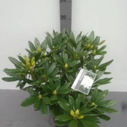 Rhododendron (Rhododendron 'Madame Masson') -Natuur Kus Verkoopwinkel rhododendron madame masson