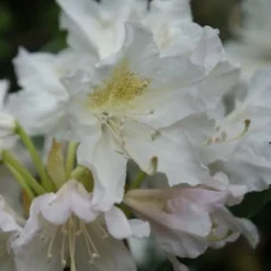 Rhododendron (Rhododendron 'Madame Masson') -Natuur Kus Verkoopwinkel rhododendron madame masson 2