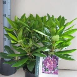 Rhododendron (Rhododendron 'Marcel Menard') -Natuur Kus Verkoopwinkel rhododendron marcel menard c5 aug