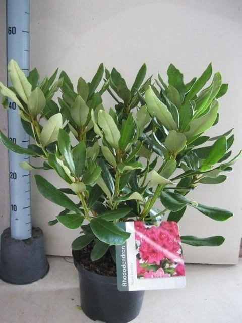 Rhododendron (Rhododendron 'Nova Zembla') 4 Rhododendron (Rhododendron 'Nova Zembla') - Afbeelding 4