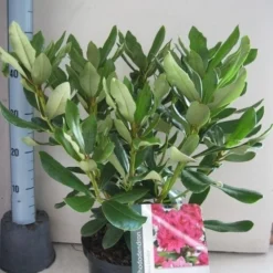 Rhododendron (Rhododendron 'Nova Zembla') 19 Rhododendron (Rhododendron 'Nova Zembla') -Natuur Kus Verkoopwinkel rhododendron nova zembla c5 aug 1