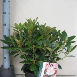 Rhododendron (Rhododendron 'Percy Wiseman') 16 Rhododendron (Rhododendron 'Percy Wiseman') -Natuur Kus Verkoopwinkel rhododendron percy wiceman c5 aug