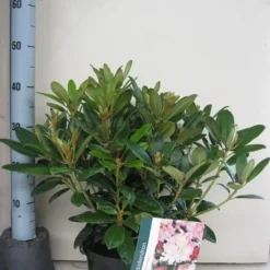 Rhododendron (Rhododendron 'Percy Wiseman') 27 Rhododendron (Rhododendron 'Percy Wiseman') -Natuur Kus Verkoopwinkel rhododendron percy wiceman c5 aug 1