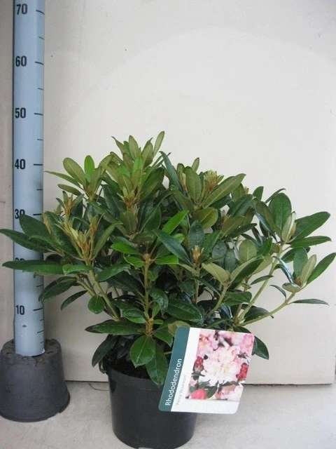 Rhododendron (Rhododendron 'Percy Wiseman') 14 Rhododendron (Rhododendron 'Percy Wiseman') - Afbeelding 14