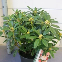 Rhododendron (Rhododendron 'Percy Wiseman') 17 Rhododendron (Rhododendron 'Percy Wiseman') -Natuur Kus Verkoopwinkel rhododendron percy wiseman c12 november 1