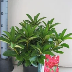 Rhododendron (Rhododendron 'Wilgen's Ruby') -Natuur Kus Verkoopwinkel rhododendron wilgens ruby c5 aug 1