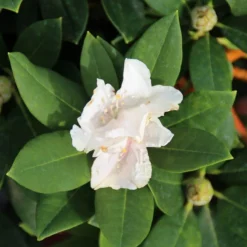 Dwergrhododendron (Rhododendron 'Golden Torch') -Natuur Kus Verkoopwinkel rhododendron y. golden torch 2