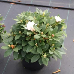 Dwergrhododendron (Rhododendron 'Golden Torch') -Natuur Kus Verkoopwinkel rhododendron y. golden torch 5