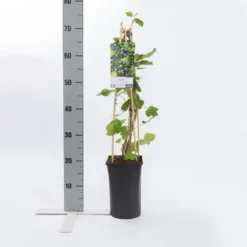 Zwarte Bes (Ribes Nigrum 'Ben Nevis') -Natuur Kus Verkoopwinkel ribes nigrum ben nevis