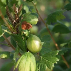 Groene Kruisbes Op Stam (Ribes Uva-crispa 'Hinnonmaki Grön') -Natuur Kus Verkoopwinkel ribes uva crispa hinnonmaki gr n lage res