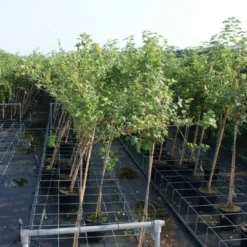 Groene Kruisbes Op Stam (Ribes Uva-crispa 'Hinnonmaki Grön') -Natuur Kus Verkoopwinkel ribes uva crispa hinnonmaki gr n stam lage res