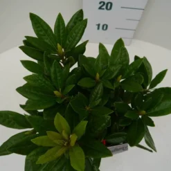 Rhododendron (Rhododendron 'Rocket') 13 Rhododendron (Rhododendron 'Rocket') -Natuur Kus Verkoopwinkel rocket c2 boven