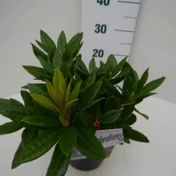 Rhododendron (Rhododendron 'Rocket') 12 Rhododendron (Rhododendron 'Rocket') -Natuur Kus Verkoopwinkel rocket c2 zij