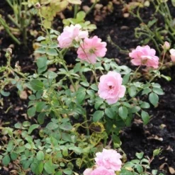 Trosroos (Rosa 'Bonica 82') -Natuur Kus Verkoopwinkel rosa bonica 82 1