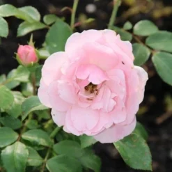 Trosroos (Rosa 'Bonica 82') -Natuur Kus Verkoopwinkel rosa bonica 82 2