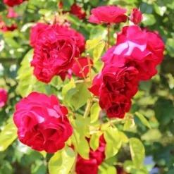 Klimroos (Rosa 'Grand Hotel') -Natuur Kus Verkoopwinkel rosa grand hotel 1