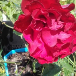 Klimroos (Rosa 'Grand Hotel') -Natuur Kus Verkoopwinkel rosa grand hotel 2