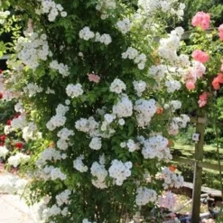 Miniklimroos (Rosa 'Guirlande D'Amour') 12 Miniklimroos (Rosa 'Guirlande D'Amour') -Natuur Kus Verkoopwinkel rosa guirlande d amour 1