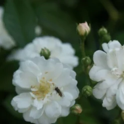 Miniklimroos (Rosa 'Guirlande D'Amour') -Natuur Kus Verkoopwinkel rosa guirlande d amour 1