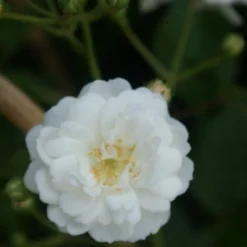 Miniklimroos (Rosa 'Guirlande D'Amour') -Natuur Kus Verkoopwinkel rosa guirlande d amour 2