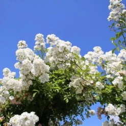 Miniklimroos (Rosa 'Guirlande D'Amour') 13 Miniklimroos (Rosa 'Guirlande D'Amour') -Natuur Kus Verkoopwinkel rosa guirlande d amour 2 2 1