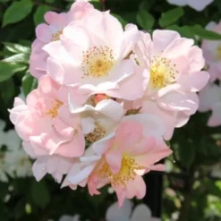 Miniklimroos (Rosa 'Open Arms') -Natuur Kus Verkoopwinkel rosa open arms