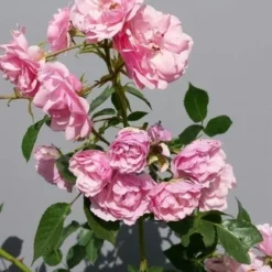 Trosroos (Rosa 'Bonica 82') -Natuur Kus Verkoopwinkel rosabonica01