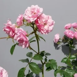 Trosroos (Rosa 'Bonica 82') -Natuur Kus Verkoopwinkel rosabonica02