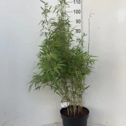 Bamboe (Fargesia Rufa) -Natuur Kus Verkoopwinkel rufa c10