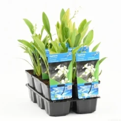 Pijlkruid (Sagittaria Graminea) -Natuur Kus Verkoopwinkel sagittaria graminea t e 11300 p9