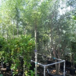 Knotwilg (Salix Alba) -Natuur Kus Verkoopwinkel salix alba 12 14 16ho cont