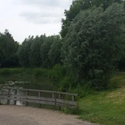 Knotwilg (Salix Alba) -Natuur Kus Verkoopwinkel salix alba knotwilg 1