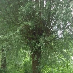 Knotwilg (Salix Alba) -Natuur Kus Verkoopwinkel salix alba knotwilg 2
