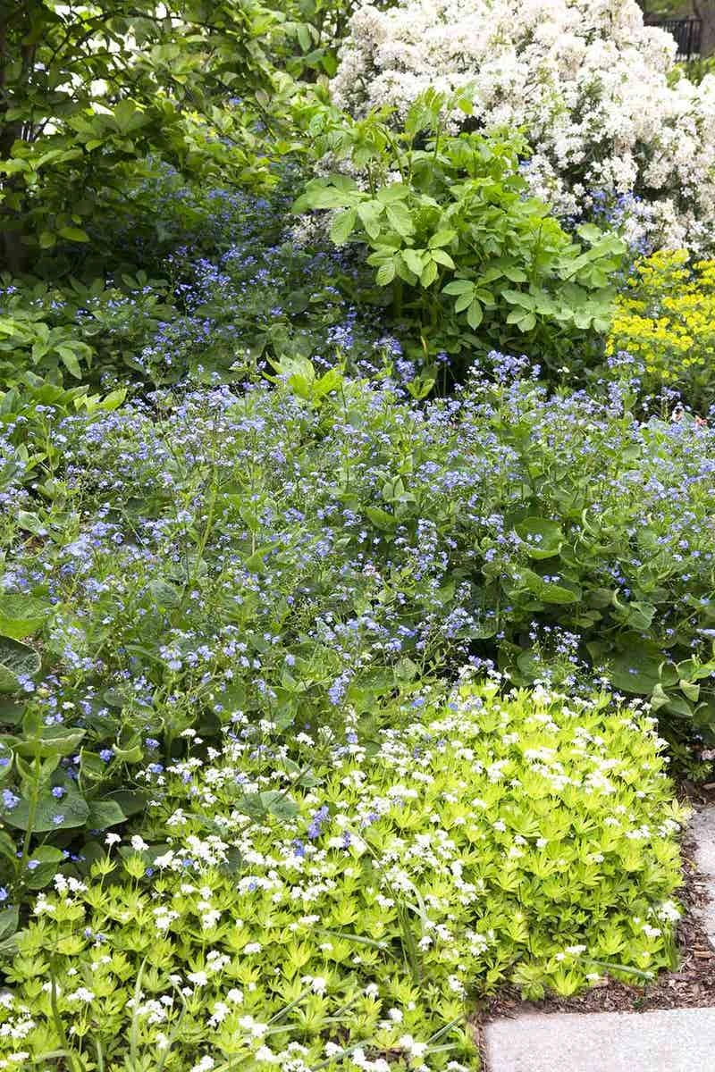 Borderpakket Schaduw In Blauw En Wit (3 M²) 1 Borderpakket Schaduw In Blauw En Wit (3 M²)