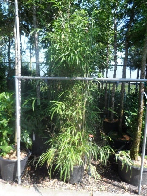 Bamboe (Semiarundinaria Fastuosa) 2 Bamboe (Semiarundinaria Fastuosa) - Afbeelding 2