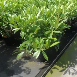 Skimmia (Skimmia Confusa 'Kew Green') -Natuur Kus Verkoopwinkel skimmia confusa kew green 40 50 60 c7 10