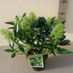 Skimmia (Skimmia Confusa 'Kew Green') -Natuur Kus Verkoopwinkel skimmia confusa kew green p17 2