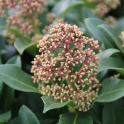 Skimmia (Skimmia Japonica 'Fragrant Cloud') -Natuur Kus Verkoopwinkel skimmia japonica fragant cloud 2