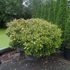 Skimmia (Skimmia Japonica 'Rubella') -Natuur Kus Verkoopwinkel skimmia japonica rubella doorsnede 180 200 aanlegkwaliteit